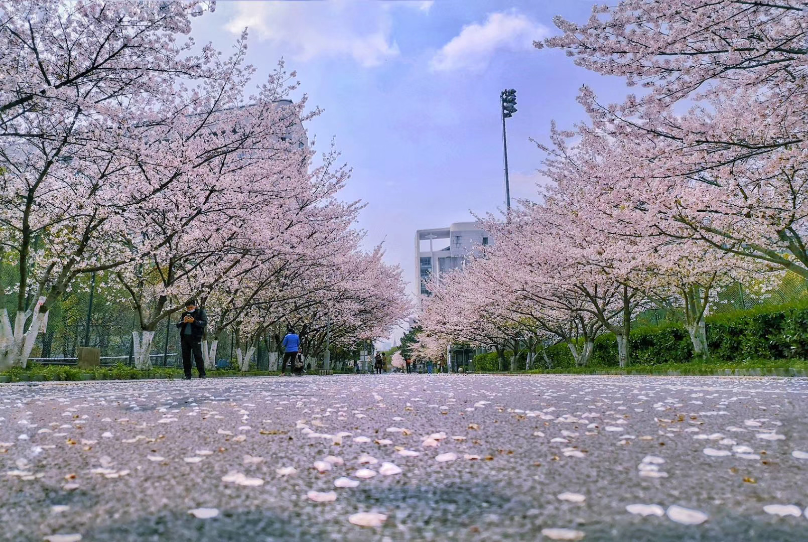 同济大学_8